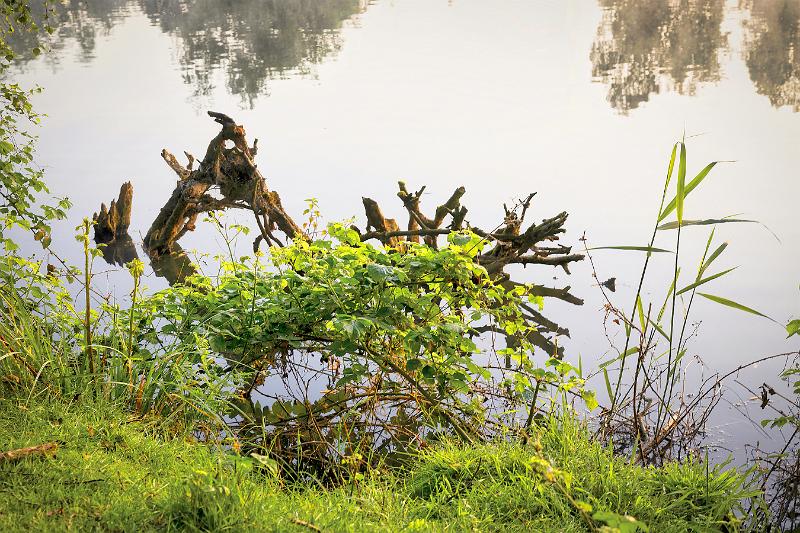 Borner See (11 von 109)