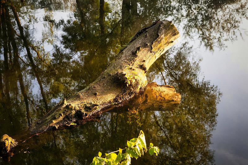 Borner See (54 von 109)