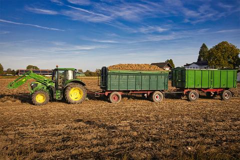 Kartoffeln auf Hänger
