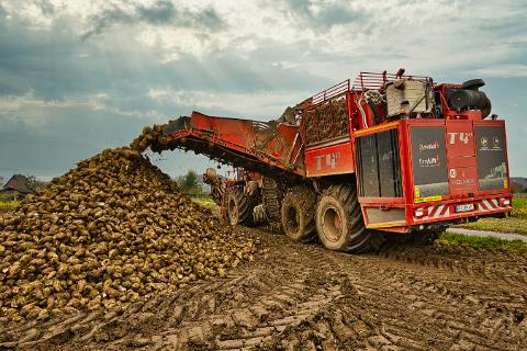 Rübernernte 03
