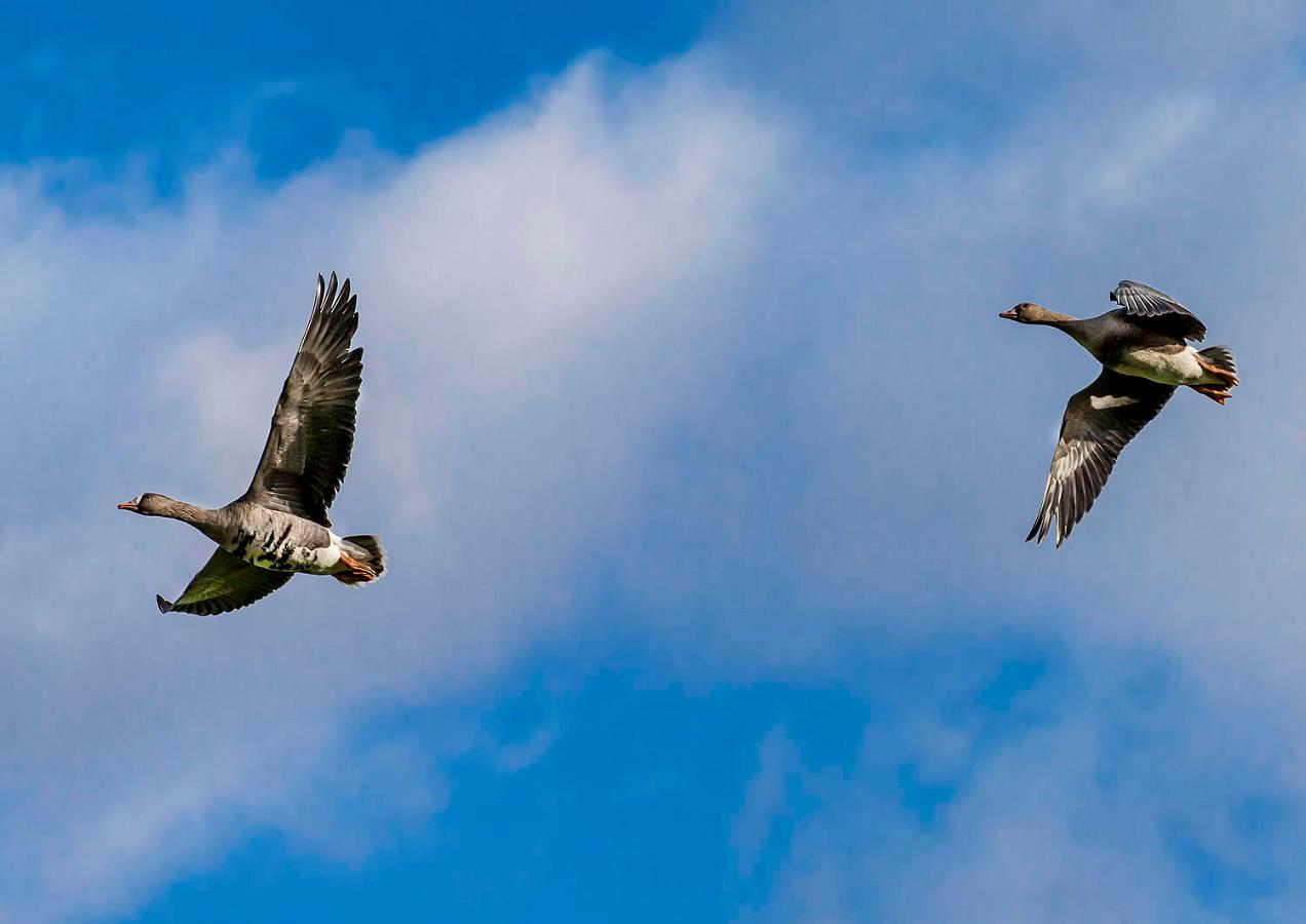 Gänse am Himmel.jpg - Wildgänse im Flug 01