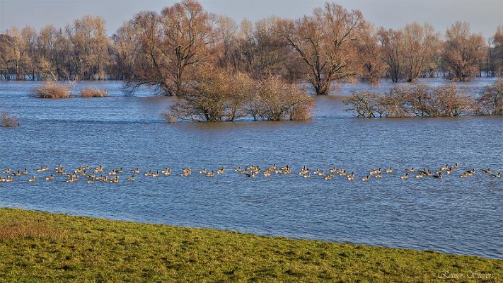 Bäume im Hochwasser 11 logo