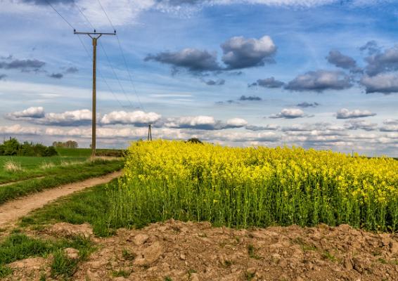 Feldweg Wallach 001_17