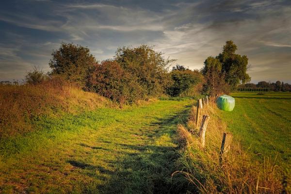 Feldweg Wallach Ossenberg (1)