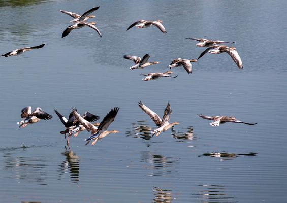 Gänse über Wasser 01