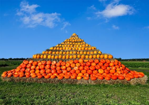 Kürbispyramide auf dem Feld