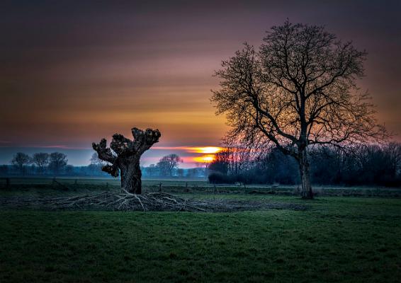 Kopfweide geschnitten 01-1