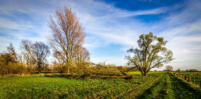 morscher Baum Kopie