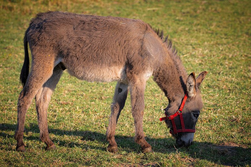 Esel auf der Weide