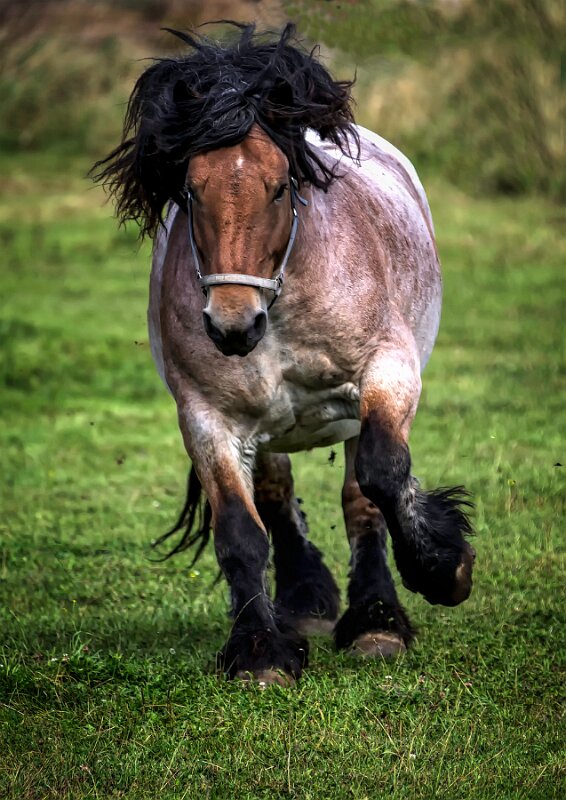 Pferd  auf der Weide 1