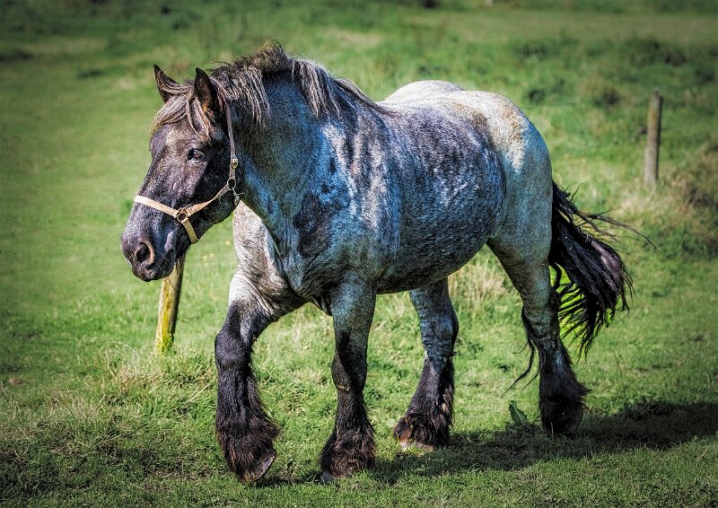 Pferd auf der Weide)