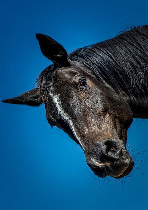 Pferdekopf Pottdeckel-Wallach_1