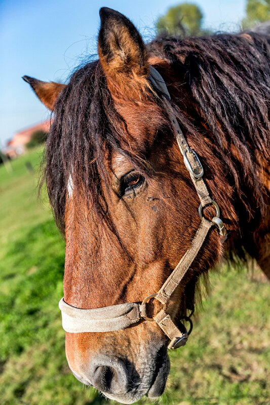 Pferdekopf Pottdeckel-Wallach_2