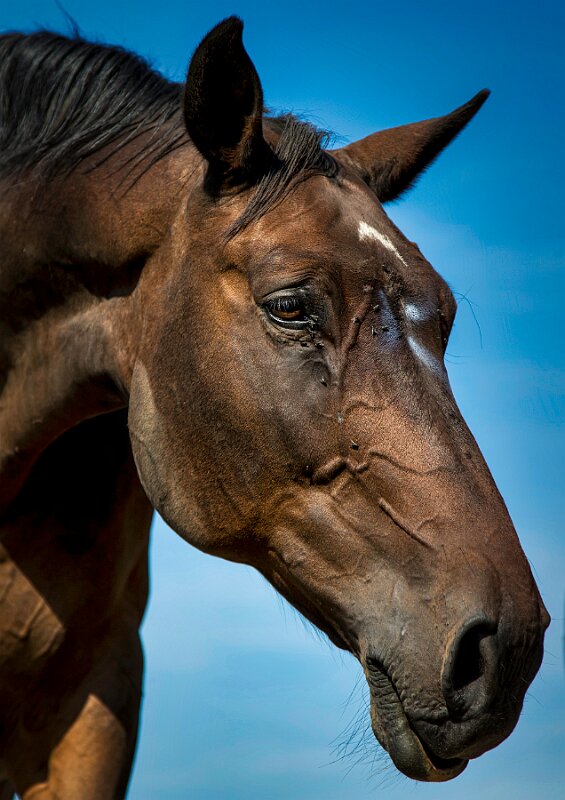 Pferdekopf Pottdeckel-Wallach_3
