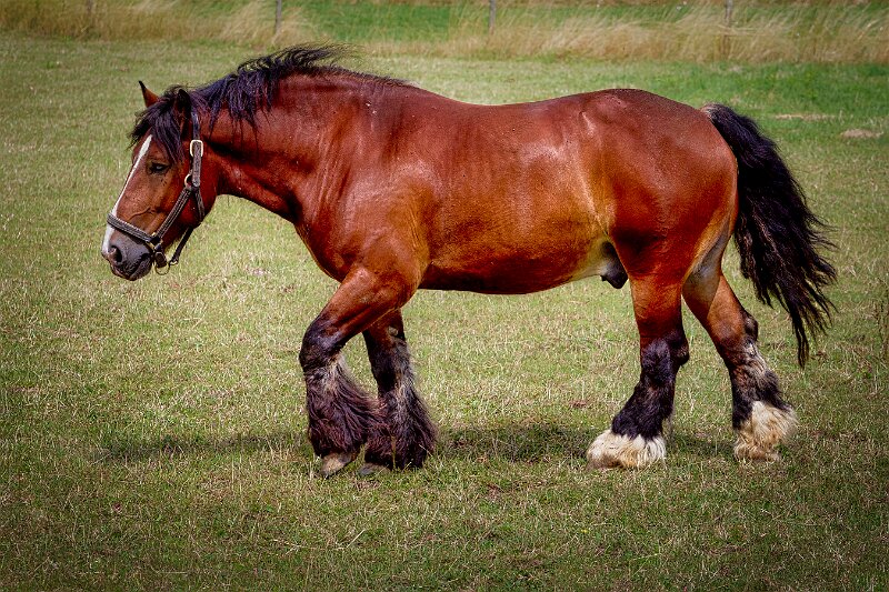 Pferdekopf Pottdeckel-Wallach_7