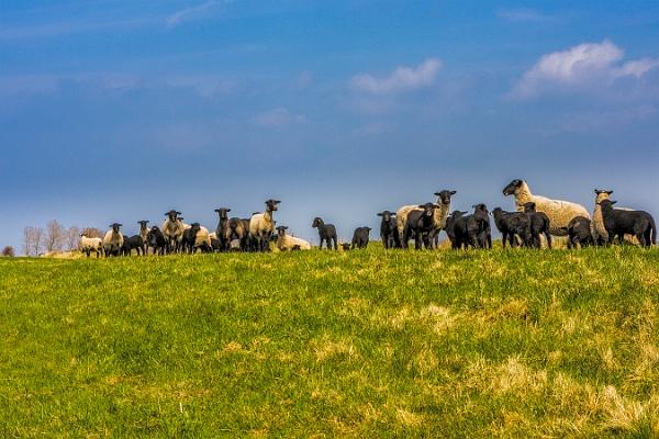 Rügen-Ummanz_04 Kopie