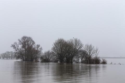 Bäume im Hochwasser und Nebel 01_1