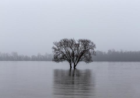Bäume im Hochwasser und Nebel 03_3