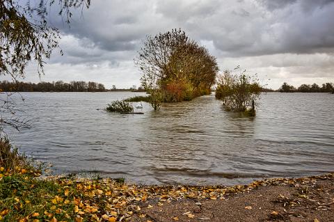 Hochwasser mit Schwäne