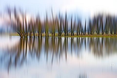 Bäume im Wasser anders