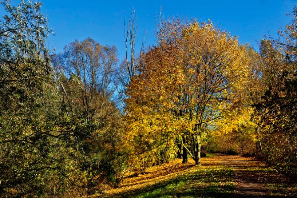 010 herbstliches Baumleuchten