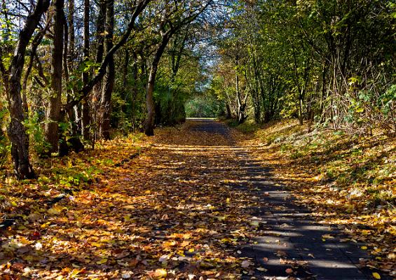 011 herbstliches Baumleuchten