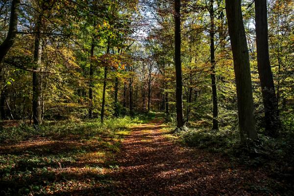 012 herbstliches Baumleuchten