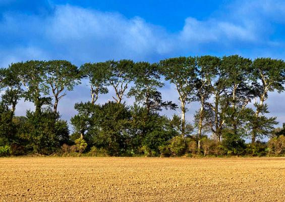 015 Baumreihe auf Fehmarn