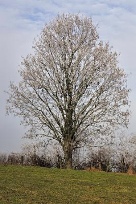 der Baum