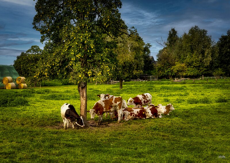 Baum mit Kühen ohne Nebel 1