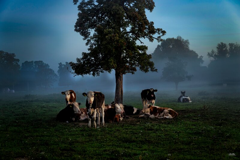 Kühe im Nebel1