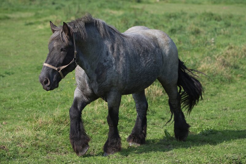 Pferde  (2 von 6)_genErase