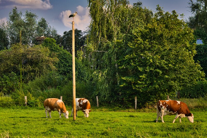 Storch und Kühe