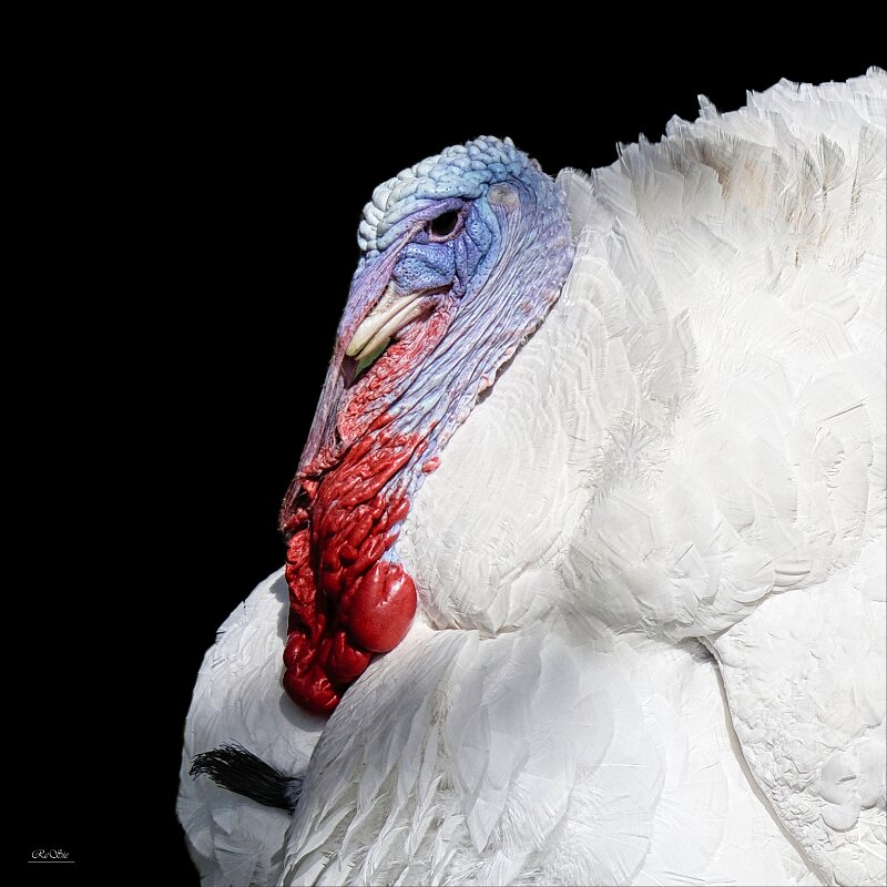 Truthahn kopf_upscale (1)