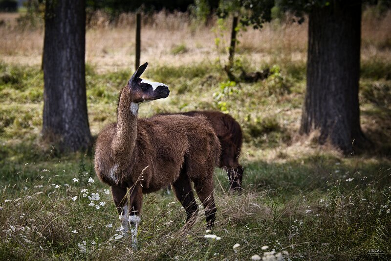 Wallach Lama  (2 von 13)