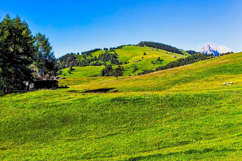 2011 Juni Seiser Alm 007