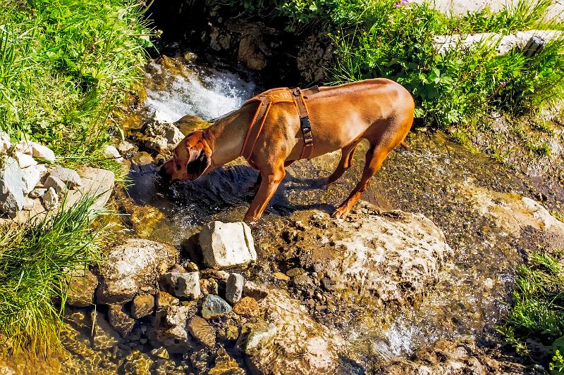 2011 Juni Seiser Alm 045