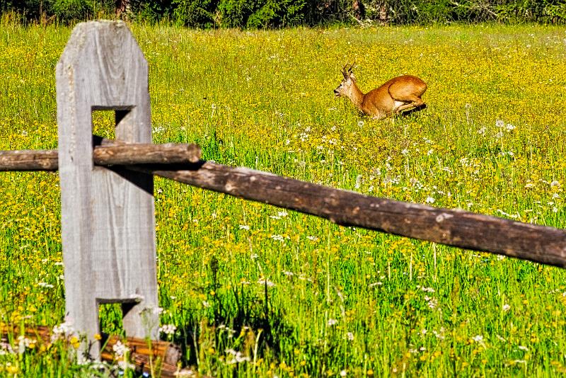 2011 Juni Seiser Alm 104