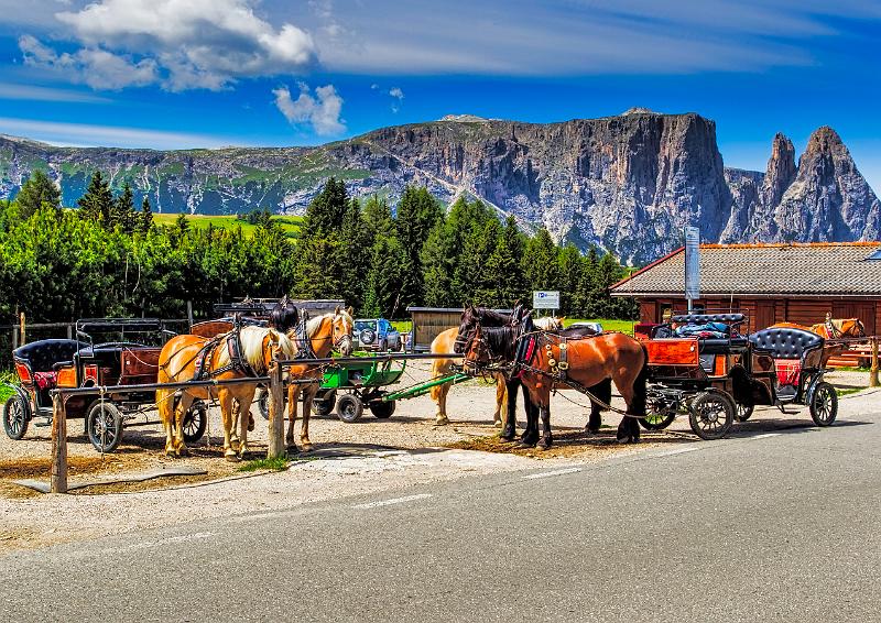 2011 Juni Seiser Alm 215