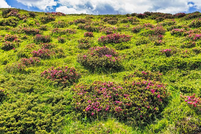 2011 Juni Seiser Alm 275