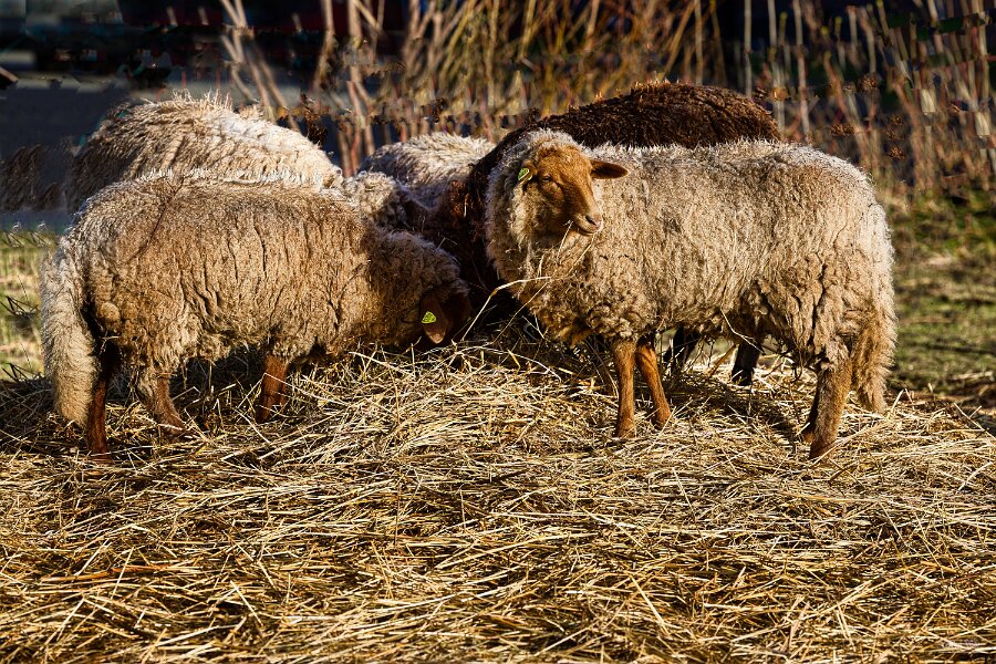 Schafe_142_1